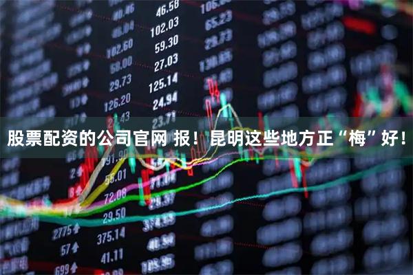 股票配资的公司官网 报！昆明这些地方正“梅”好！